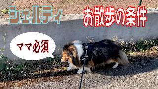 【シェルティ】お散歩の条件【フランス田舎暮らし🇫🇷】#犬の散歩 #賢い犬 #犬のいる暮らし #マイペースな犬