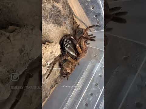 Spider regrowing a leg Goliath Bird Eater, the world’s largest spider species