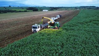 SILAGEM de MOMBAÇA - 60 ( t ) / hectare