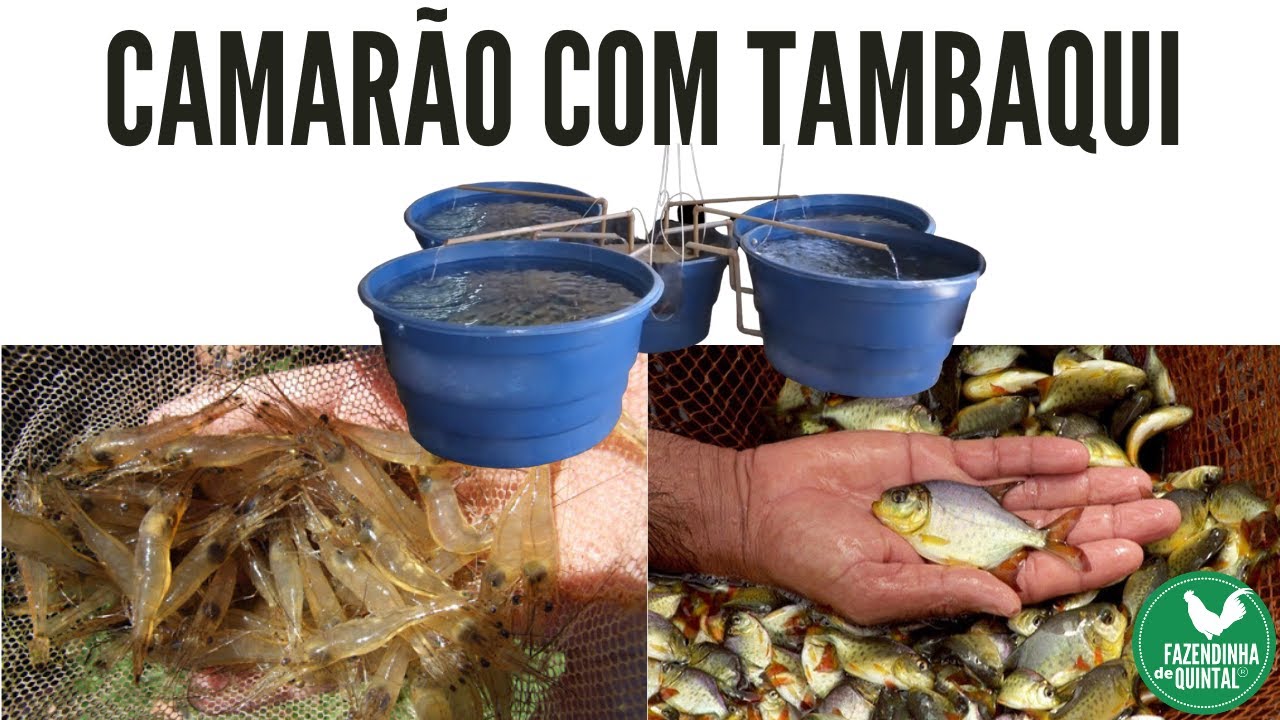 Sistema de Recirculação de Água para a Cria de Peixe e Camarão