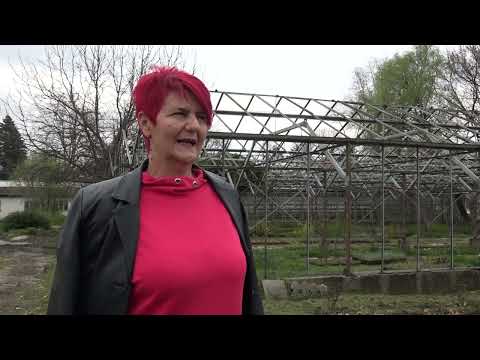 Rezidba i prolećna prihrana ruža