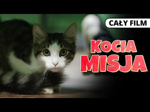 Kocia misja