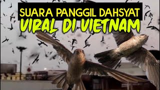 Download lagu Tūnxiàniǎodeshēngyīn || Suara Panggil Burung Walet Vietnam || how to call swift bird mp3
