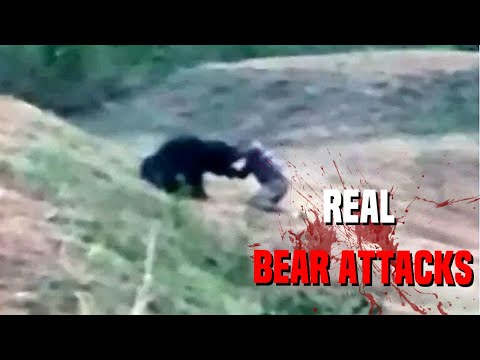 Nature's Most SAVAGE Bear Attacks
