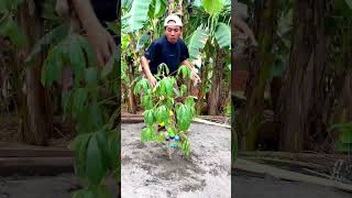 Download lagu TANAM LATO LATO VIRAL #shorts mp3