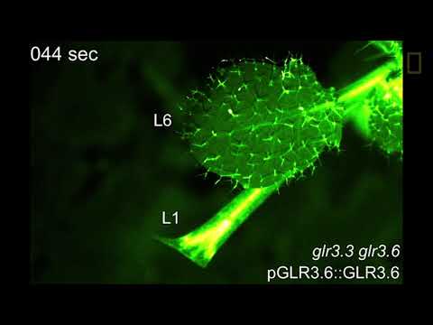 Assista: planta mutante brilha quando atacada