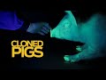 Cloned Pigs At BGI Experimental Cloning Lab Shenzhen China
