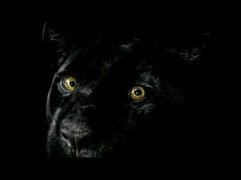 Berney 100 da Gawd ft geno lestat don dracula