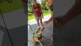 Video preview image #1 American Staffordshire Terrier-Unknown Mix Puppy For Sale in Oakhurst, NJ, USA