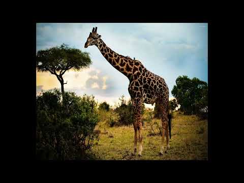 Twisted Harmonies - Adore U