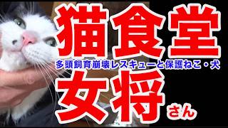 「猫食堂女将」に聞く！愛媛県・ねこ多頭飼育崩壊レスキュー現場と解決！保護部屋そうじ担当ボランティアさん募集・ほしい物リスト！