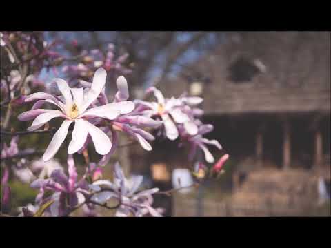 Carmen Petra-Basacopol (1926-2023): Impressions from the Village Museum op. 15 (1960)