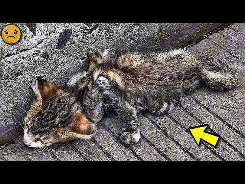 Der gelähmte Kater versuchte, die Straße zu überqueren, fiel aber vor Erschöpfung zusammen.