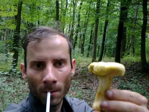 gyógyszer a rókagombák parazita tablettákhoz