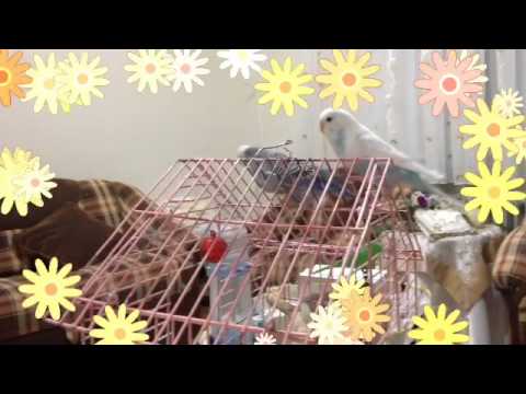 "Lara sana guvenmiyorum" Fan Video