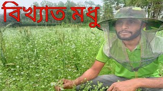 কালোজিরের মধুর খুব সংকট। এই বছর খুব কম উৎপাদ হচ্ছে।