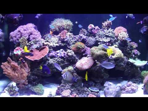 250 gallon REEF SYSTEM. Chapter 1. Reef Tank