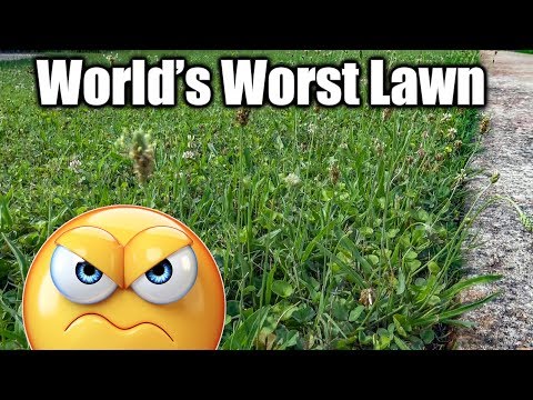Lawn Full of Weeds - Fix Ugly Lawn