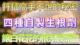 別再浪費錢買生根粉！廚房垃圾變身生根神水，扦插葉插隨便種隨便活！#園藝DIY #植物扦插 #生根神水