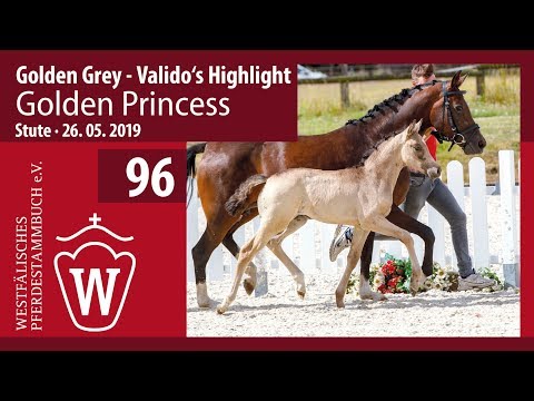 96 Golden Princess Stute v. Golden Grey - Valido‘s Highlight