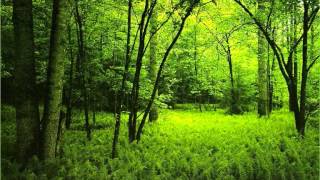 Morning in the forest - over one hour of relaxing forest sounds