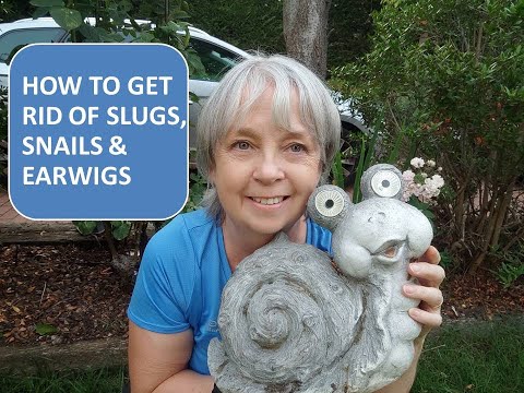 HOW TO GET RID OF SLUGS, SNAILS AND EARWIGS