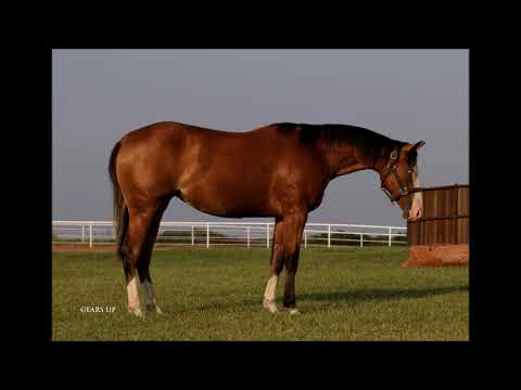 Spooks Got Crome - 2020 bay mare