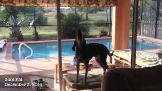 Bluetick Coonhound - Dog Training of Fort Myers - Patrick Logue