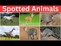 24 Hours To Learn Spotted Animals And Birds In English