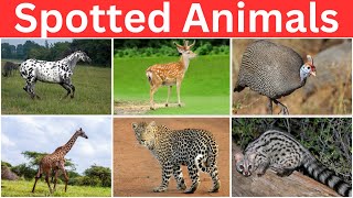 24 Hours to Learn Spotted Animals and Birds in English