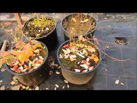 Borówka amerykańska w Donicach - wnioski po sezonie uprawy