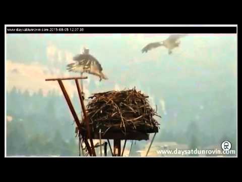 Dunrovin Ranch Osprey Nest - Hal, Harriet, and the Intruder