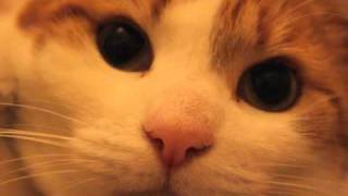 Baby come to me by Laura Fygi and William So Wing Hong