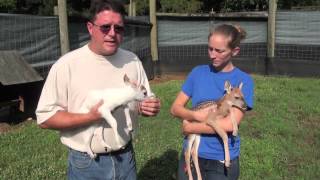 Rare Piebald White-tailed Deer Fawn
