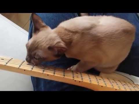 Matilda the Burmese vs the guitar