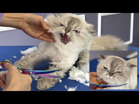 ¡¡GATO PERSA HERMOSO PERO BRAVO !! Al final, logré hacer amigos.❤️🐱