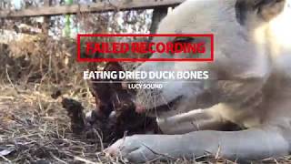 Dog Eating Dried Duck Bones [Sound Dogs Love] [강아지가 좋아하는 소리]