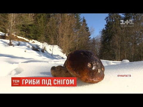 Грибний урожай взимку: на Прикарпатті чоловік збирає різні види грибів. ВІДЕО