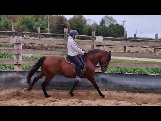 A VENDRE PUR SANG LUSITANIEN PP DEBOURRE DE 3 ANS