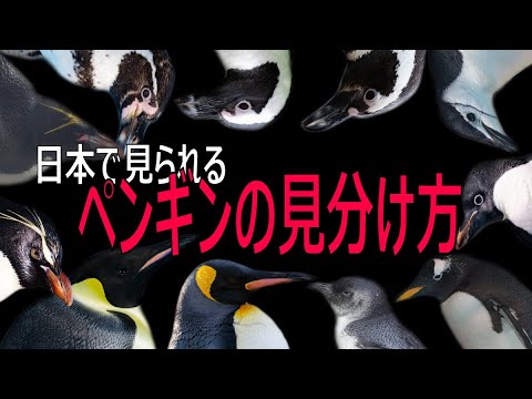 スフェニスカス・フンボルティ