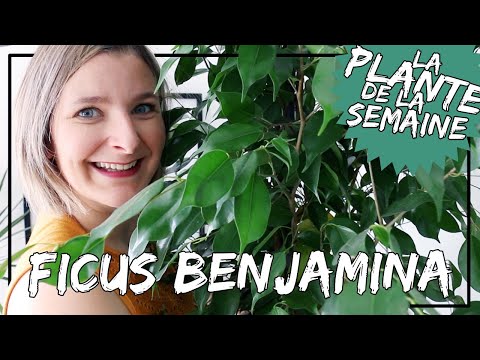 , title : '🌿 Le Ficus Benjamina : conseils d'entretien, comment ne pas perdre ses feuilles ?'