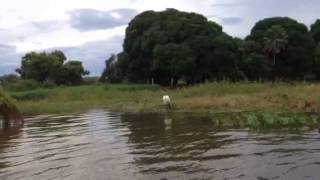 preview picture of video 'Corixo do Moquém - Sesc Pantanal'