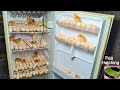 Egg hatching in old Refrigerator ( fridge ) - Egg incubator