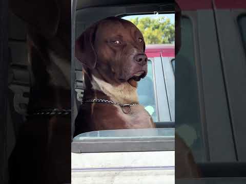 Un chien dans un camion fixe une femme dans un parking