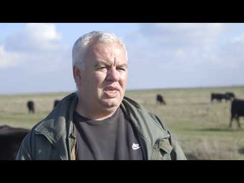 Uzgoj ABERDIN ANGUS rase GOVEDA po sistemu KRAVA-TELE - U nasem ataru 929