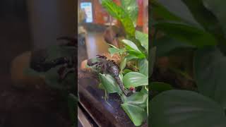 Emperor Scorpion&#39;s Glow Under UV Light!