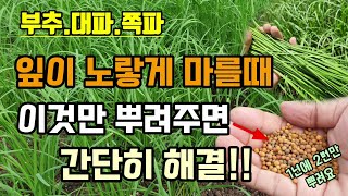 부추 대파 쪽파 잎이 노랗게 마를때 이것만 뿌려주면 간단히 해결! 1년에 딱 2번만 뿌려 주면 부추가 파릇파…