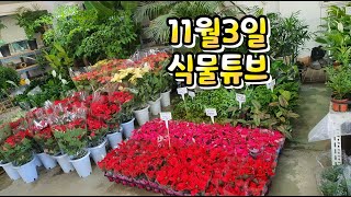 양재꽃시장 식물튜브 11월3일 가게 브이로그  #양재꽃시장 #식물튜브 #plant tube #식물아빠