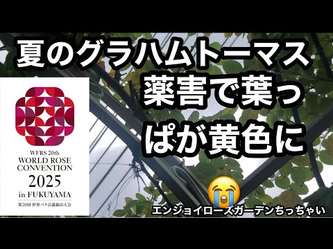 グラハムセージ、サルビアミクロフィラ