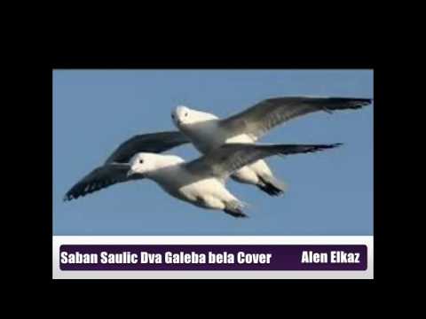 Saban Saulic Dva Galeba Cover Alen Elkaz